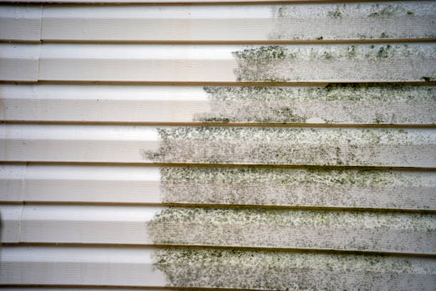 Best Storm Damage Siding Repair  in Port Republic, NJ